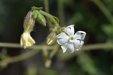 Image showing Campion