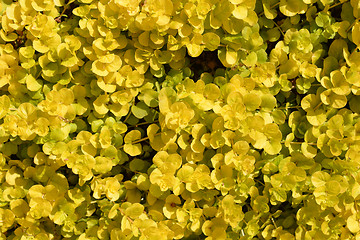 Image showing Golden creeping jenny