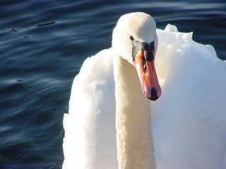 Image showing Swan