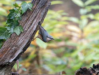 Image showing Eurasian Nuthatch on Wood Post