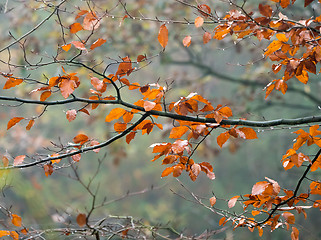 Image showing Beech Leaves in Rain