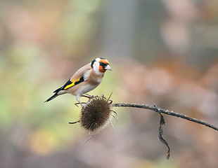 Image showing European Goldfinch on Teasel