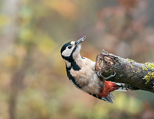 Image showing Great Spotted Woodpecker Female