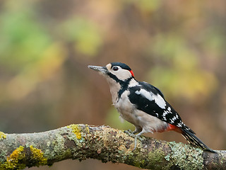 Image showing Great Spotted Woodpecker Male