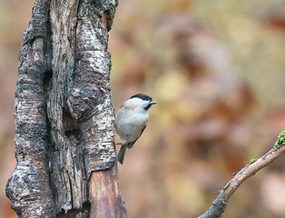 Image showing Marsh Tit in Woodland