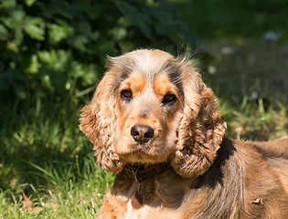 Image showing Cocker Spaniel Looking at Camera