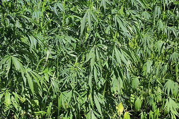 Image showing Green fresh cannabis plant (hemp, marijuana)