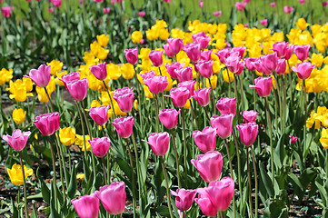 Image showing Beautiful bright colorful tulips