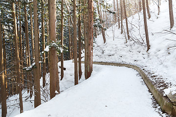 Image showing snow path in winter forest, japan