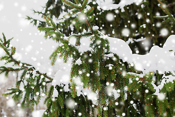 Image showing fir branch and snow in winter forest