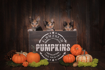 Image showing Thankgiving Kittens in Pumpkin Themed Setting