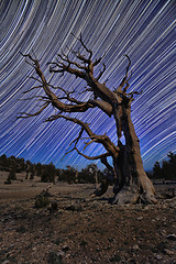 Image showing Bristlecone Pine Tree in the Forest