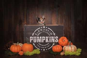 Image showing Thankgiving Kittens in Pumpkin Themed Setting