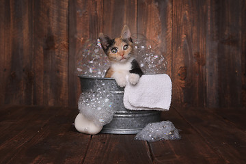 Image showing Kittens in Washtub Getting Groomed By Bubble Bath