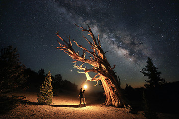 Image showing Bristlecone Pine Tree in the Forest