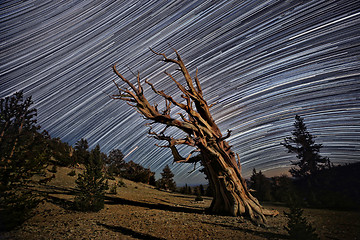 Image showing Bristlecone Pine Tree in the Forest