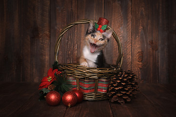 Image showing Christmas Themed Calico Kitten Set on Wooden Background