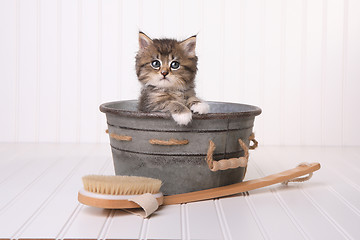 Image showing Kittens in Washtub Getting Groomed By Bubble Bath