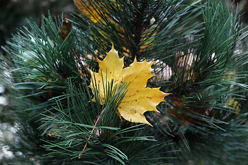 Image showing Bright yellow leaf of maple stuck in coniferous tree branches