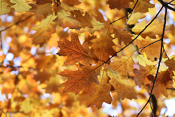 Image showing Beautiful autumn branch 