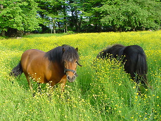 Image showing Horses