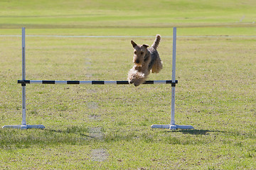 Image showing Dog Trials