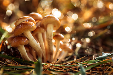 Image showing Armillaria Mushrooms of honey agaric In a Sunny forest in the ra