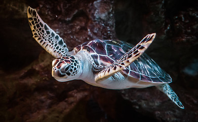 Image showing Sea turtle swims under water