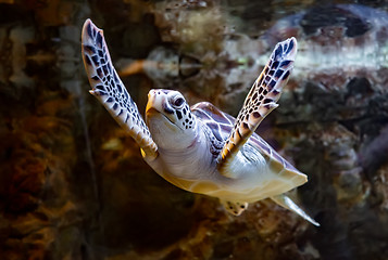 Image showing Sea turtle swims under water