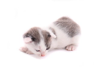 Image showing small cat