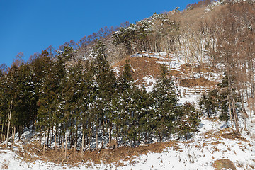 Image showing winter forest in japan