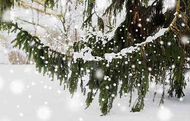 Image showing fir branch and snow in winter forest