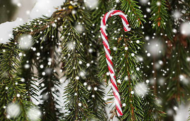 Image showing candy cane christmas toy on fir tree branch