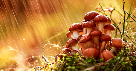 Image showing Armillaria Mushrooms of honey agaric In a Sunny forest in the ra