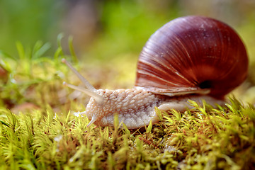 Image showing Helix pomatia also Roman snail, Burgundy snail