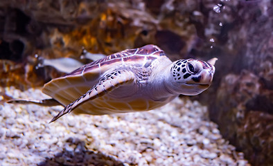 Image showing Sea turtle swims under water