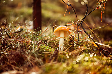 Image showing Amanita muscaria, Fly agaric Mushroom In a Sunny forest in the r