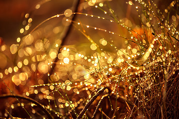 Image showing Abstract Blurred background of summer rain in Sunny forest close