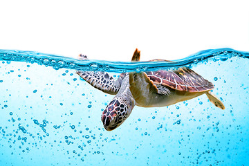 Image showing Sea turtle swims under water isolated on white