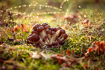 Image showing Armillaria Mushrooms of honey agaric In a Sunny forest in the ra