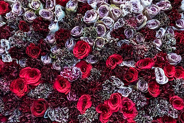 Image showing Natural roses background closeup