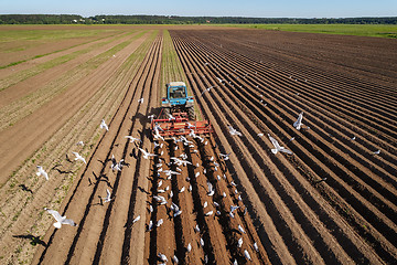 Image showing Agricultural work on a tractor farmer sows grain. Hungry birds a