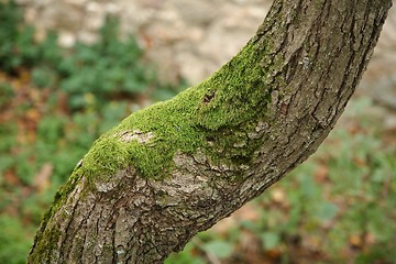 Image showing Tree Trunk Closeup