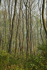 Image showing Trees in a swampy land