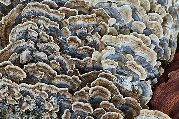 Image showing Tree Trunk with Mushrooms