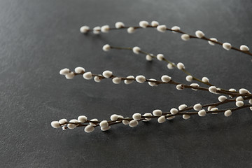 Image showing pussy willow branches on stone background