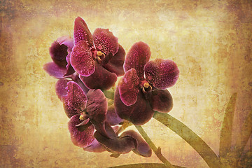 Image showing Vintage Orchid