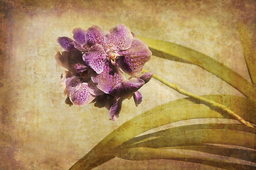 Image showing Vintage Orchid.