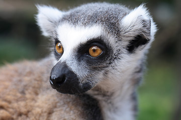 Image showing lemur monkey