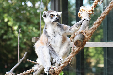 Image showing lemur monkey